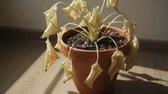 10 nieoczekiwanych powodów, dla których Twoje rośliny obumierają pomimo odpowiedniej pielęgnacji