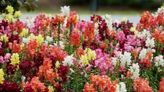 Lwie paszcze będą bujnie kwitnąć przez całe lato: kompletny przewodnik