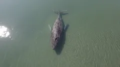 Dlaczego nie udało się uratować wieloryba Timmy'ego: tragedia na Morzu Bałtyckim