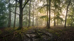 Czy lasy „rozmawiają” między sobą? Naukowcy odkryli ukrytą sieć pod ziemią