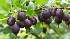 Sąsiadka straciła zbiory agrestu z powodu jednego błędu — przeanalizujmy to, aby nie popełnić tego samego błędu