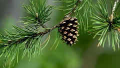 Szyszki sosnowe to nie śmieci: oto jakie korzyści przynoszą w ogrodzie