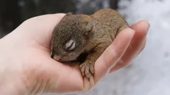 Jak uratować małego wiewiórka i nie wyrządzić mu krzywdy: trzy kluczowe etapy