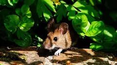 Myszy najbardziej nie znoszą tych roślin: prosta ochrona ogrodu