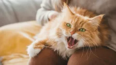 Kot demonstracyjnie schodzi z kolan? Przyczyna wcale nie leży w jego charakterze