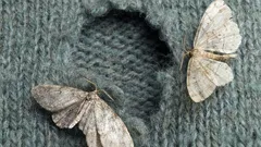 Skąd tak naprawdę biorą się mole w domu?