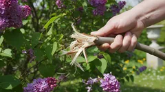 Czy zamiast przycinać bzy, można po prostu złamać ich gałęzie i zaoszczędzić czas? Odpowiedź was zaskoczy