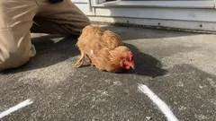 Dlaczego kurczak zamiera, gdy przesunie się palcem przed jego dziobem — i co tak naprawdę się za tym kryje