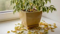 Fikus nie rośnie? Prawdziwa przyczyna, którą ignoruje 90% hodowców roślin