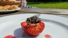 Mucha usiadła na jedzeniu – czy można to jeść? Lekarze udzielili odpowiedzi