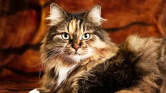 Mit o „×7” już dawno stracił na aktualności — oto jak naprawdę obliczać wiek kotów