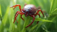 Kleszcze na działce: co zasadzić, żeby nigdy się nie pojawiły