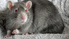 Szczur w domu: problemy, na które nikt nie jest przygotowany