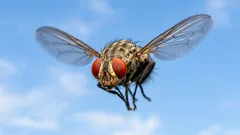 Dlaczego muchy są tak uparte — naukowcy wyjaśnili prawdziwą przyczynę