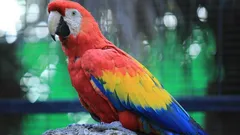 Czy zauważyłeś, że papuga traci pióra? Oto, co to oznacza