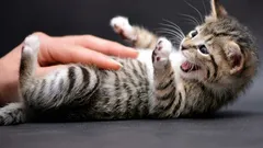 Kot pokazuje brzuch i gryzie: ukryty sygnał, który prawie wszyscy źle interpretują