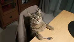 Kot zajął Twoje krzesło? Oto dlaczego przepędzanie go to zły pomysł