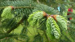 Dlaczego igły pod stopami to najlepszy nawóz, o którym nawet nie pomyślałeś